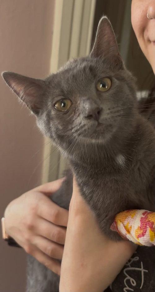 Enlarge Maisey, a Adoptable Domestic Short Hair in Mount Royal, NJ image 1/1