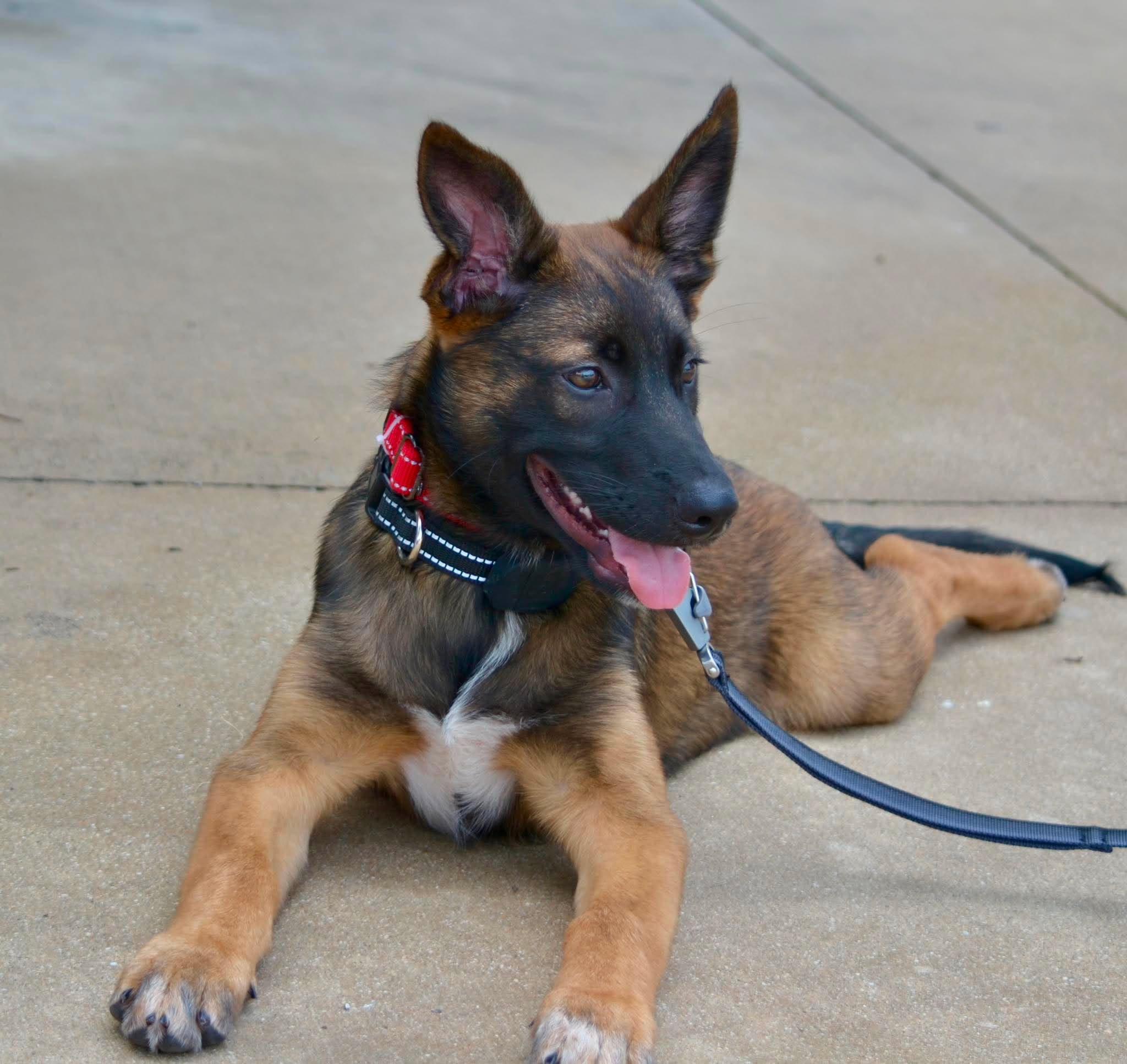 Falcon, ADOPTABLE, Puppy Male Belgian Shepherd / Malinois.
