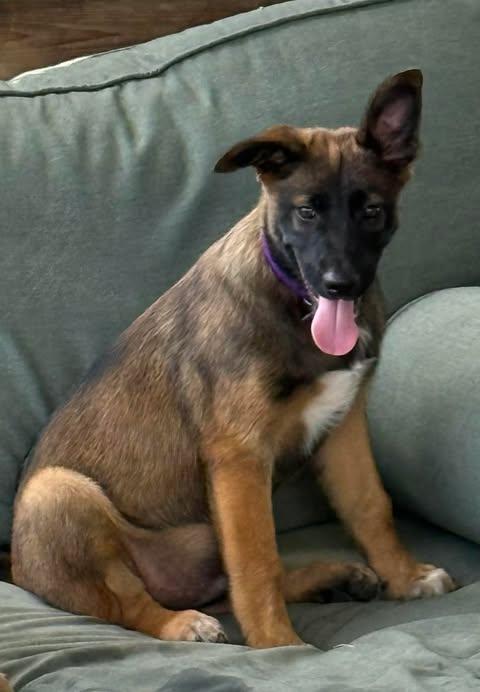 Enlarge Falcon, a ADOPTABLE mixed breed in Lockhart, TX image 6/6