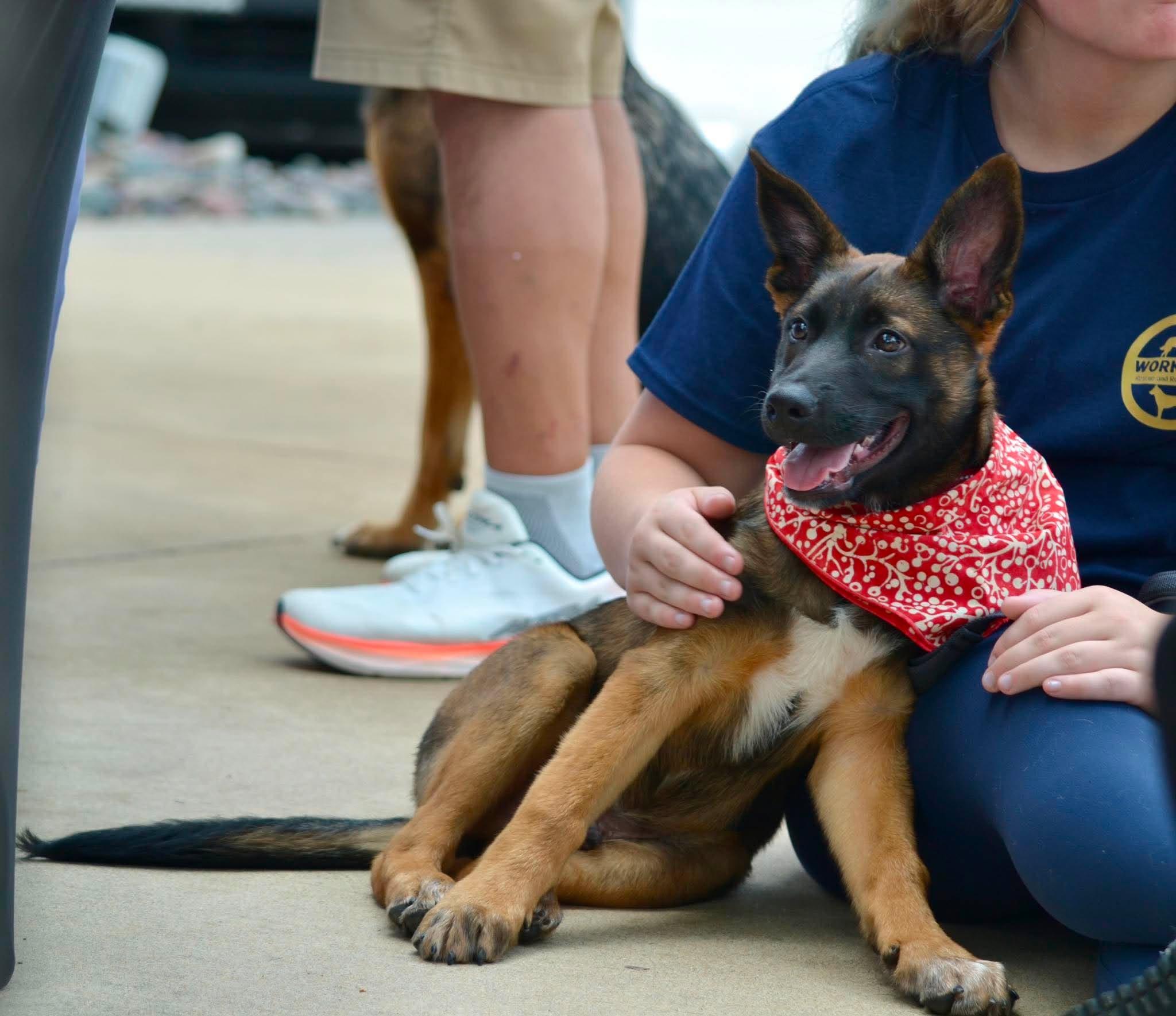 Enlarge Falcon, a ADOPTABLE mixed breed in Lockhart, TX image 4/6