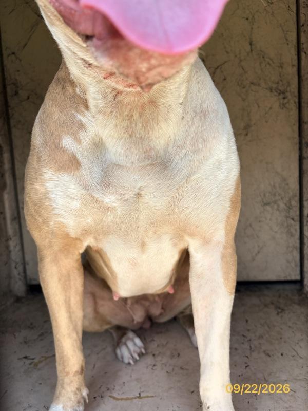 Chica, Adoptable, Adult Female Mixed Breed.