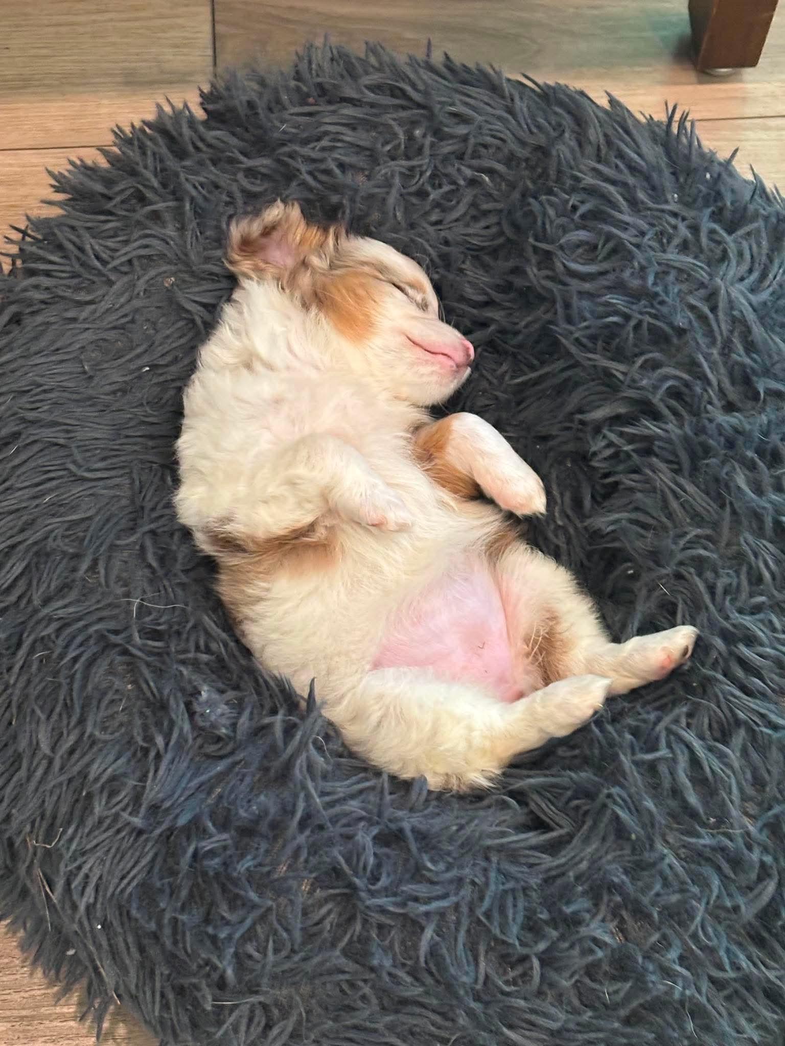 Enlarge Lucy, a Adoptable Australian Shepherd in Fort Wayne, IN image 4/5