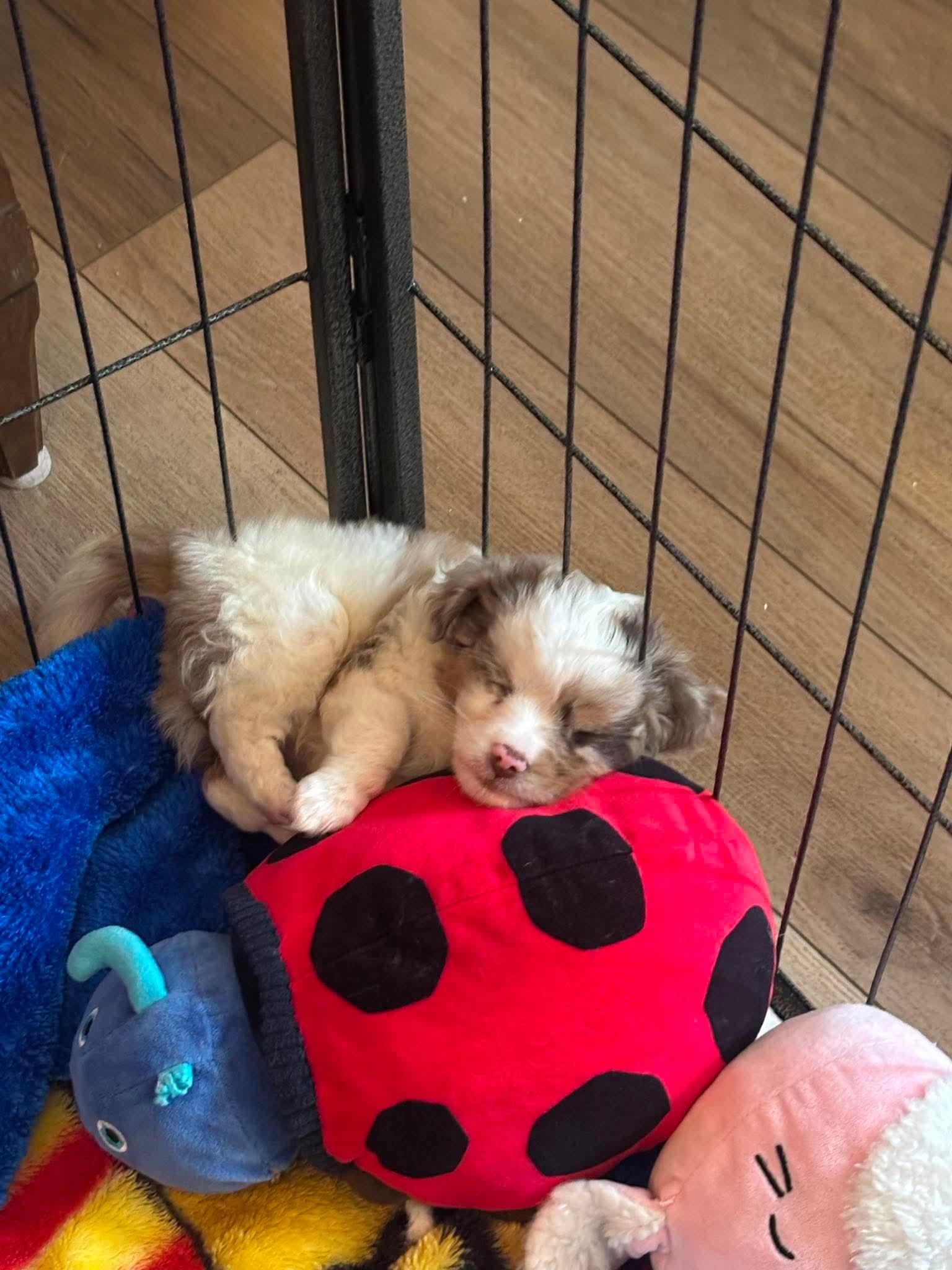 Enlarge Lucy, a Adoptable Australian Shepherd in Fort Wayne, IN image 3/5