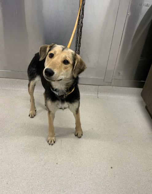 NADINE, Adoptable, Young Female Husky & German Shepherd Dog.