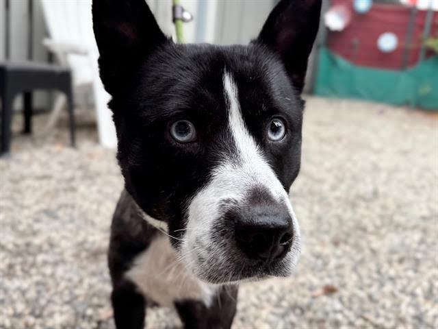 Molly A435964, Adoptable, Adult Female Australian Cattle Dog / Blue Heeler.