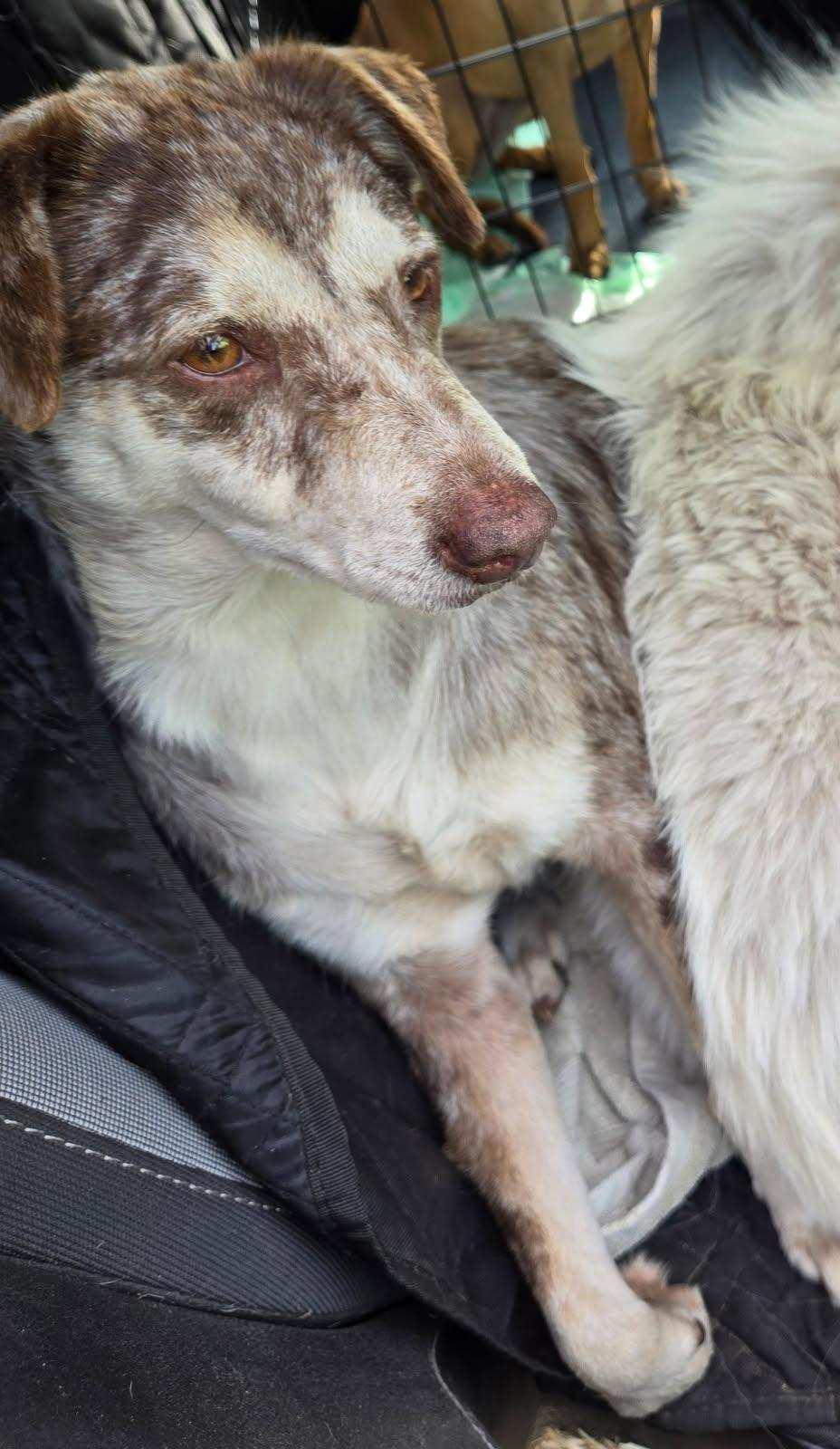 Enlarge Mudslide, a Adopted mixed breed in Livingston, TX image 1/1