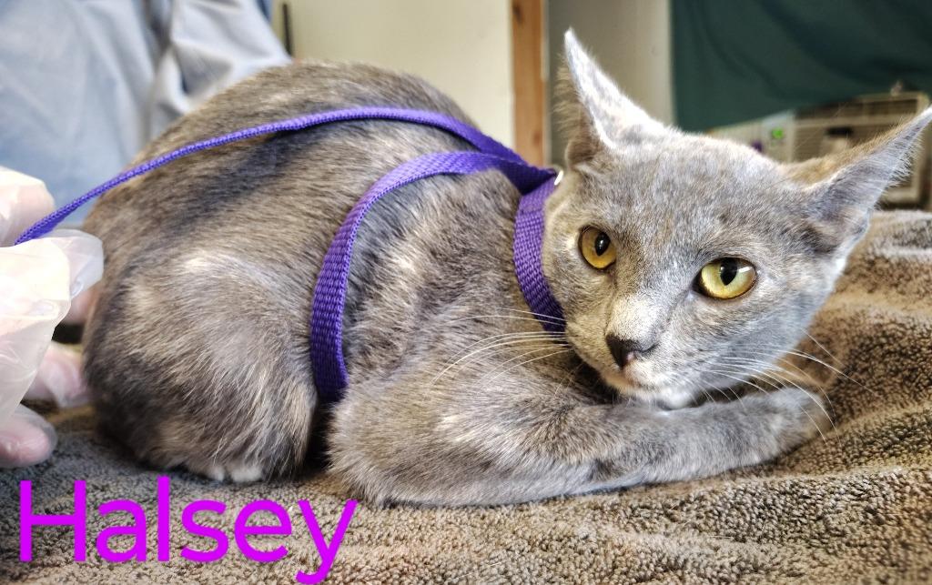 Halsey, Adopted, Young Female Domestic Short Hair.