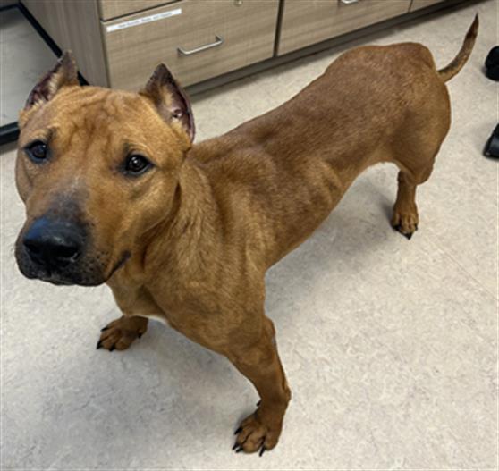 CHRISTINA WAGUILERA, Adoptable, Adult Female Pit Bull Terrier.