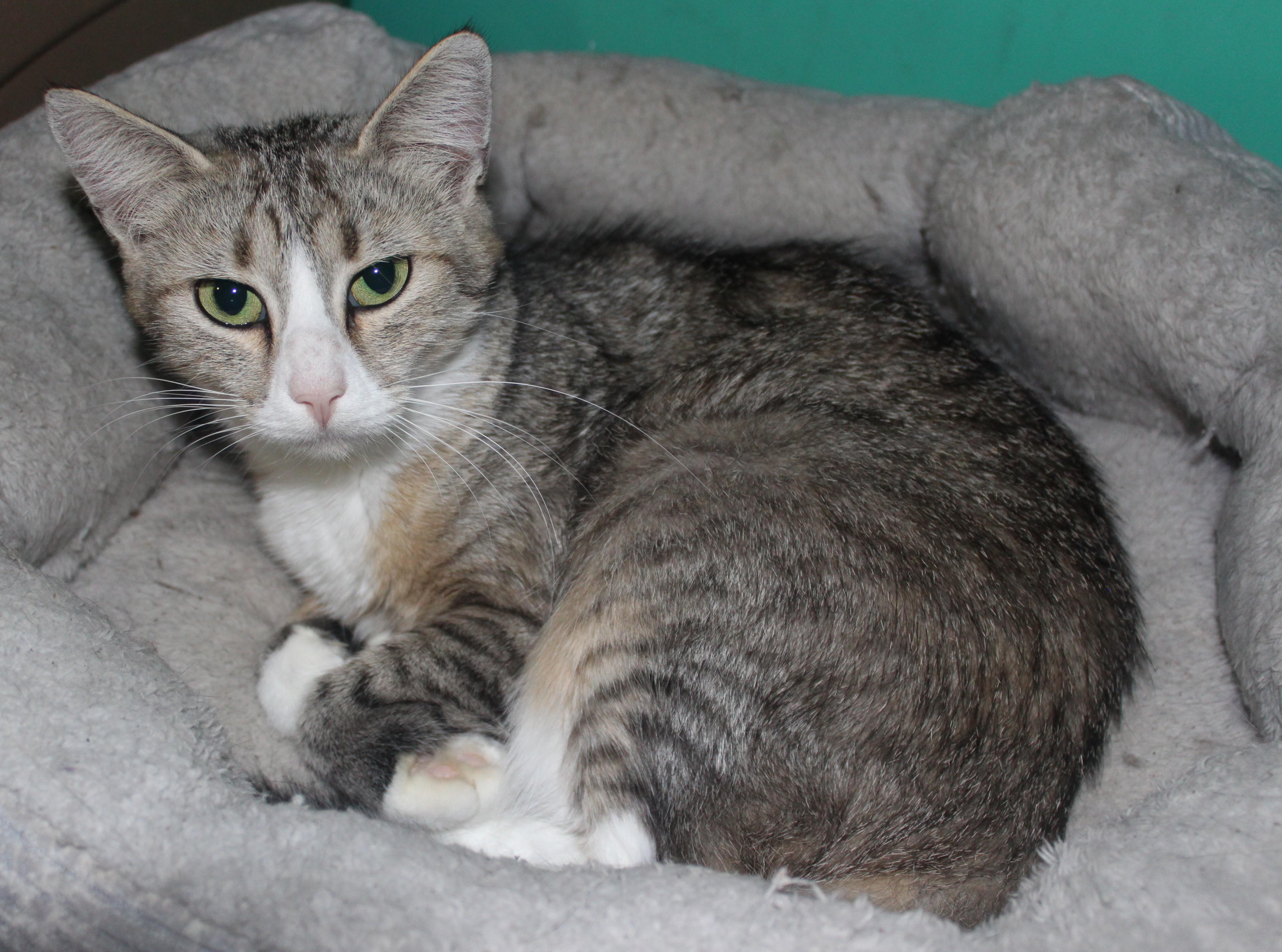 Classy, ADOPTABLE, Adult Female Domestic Short Hair.