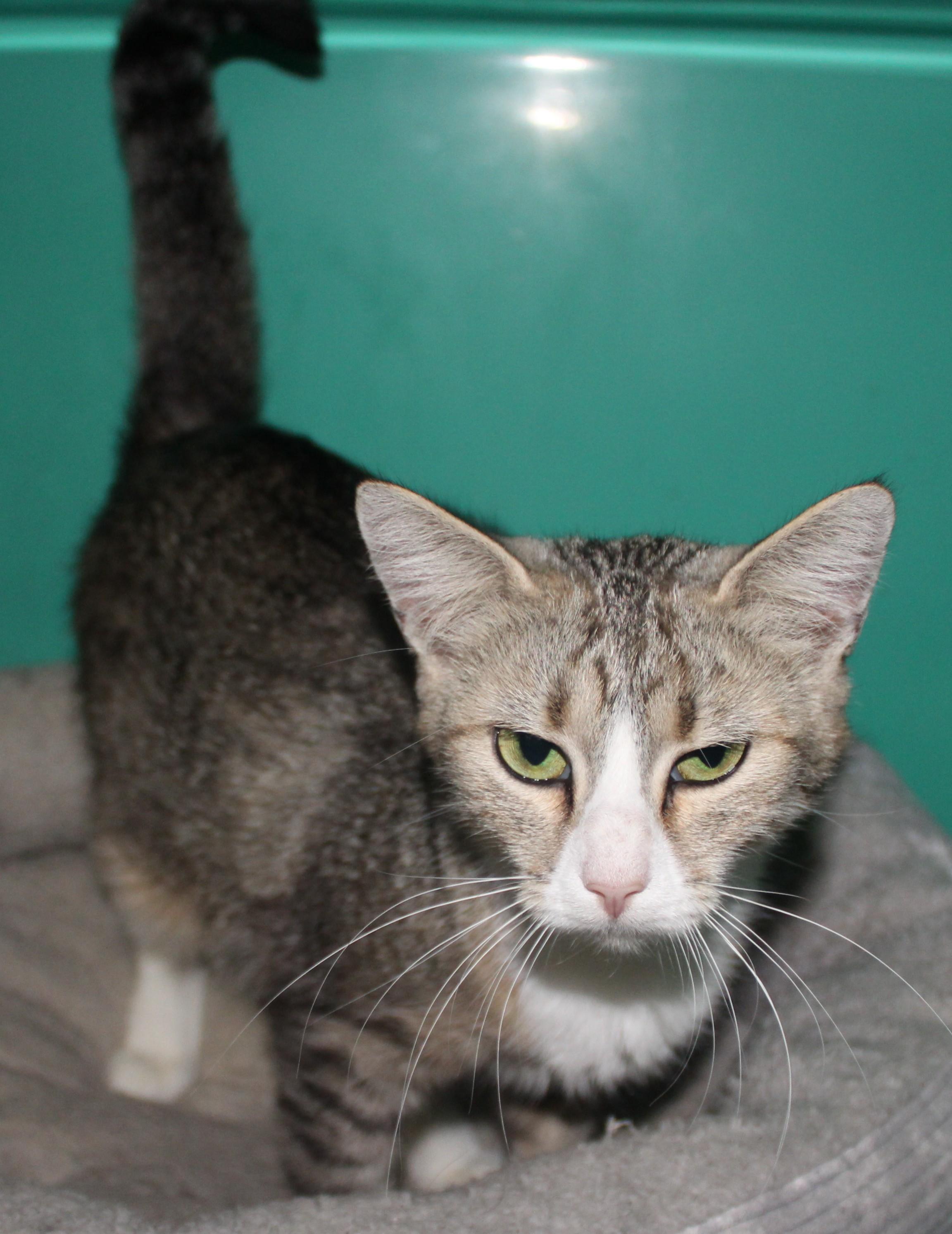 Enlarge Classy, a ADOPTABLE Domestic Short Hair in Huron, SD image 3/4