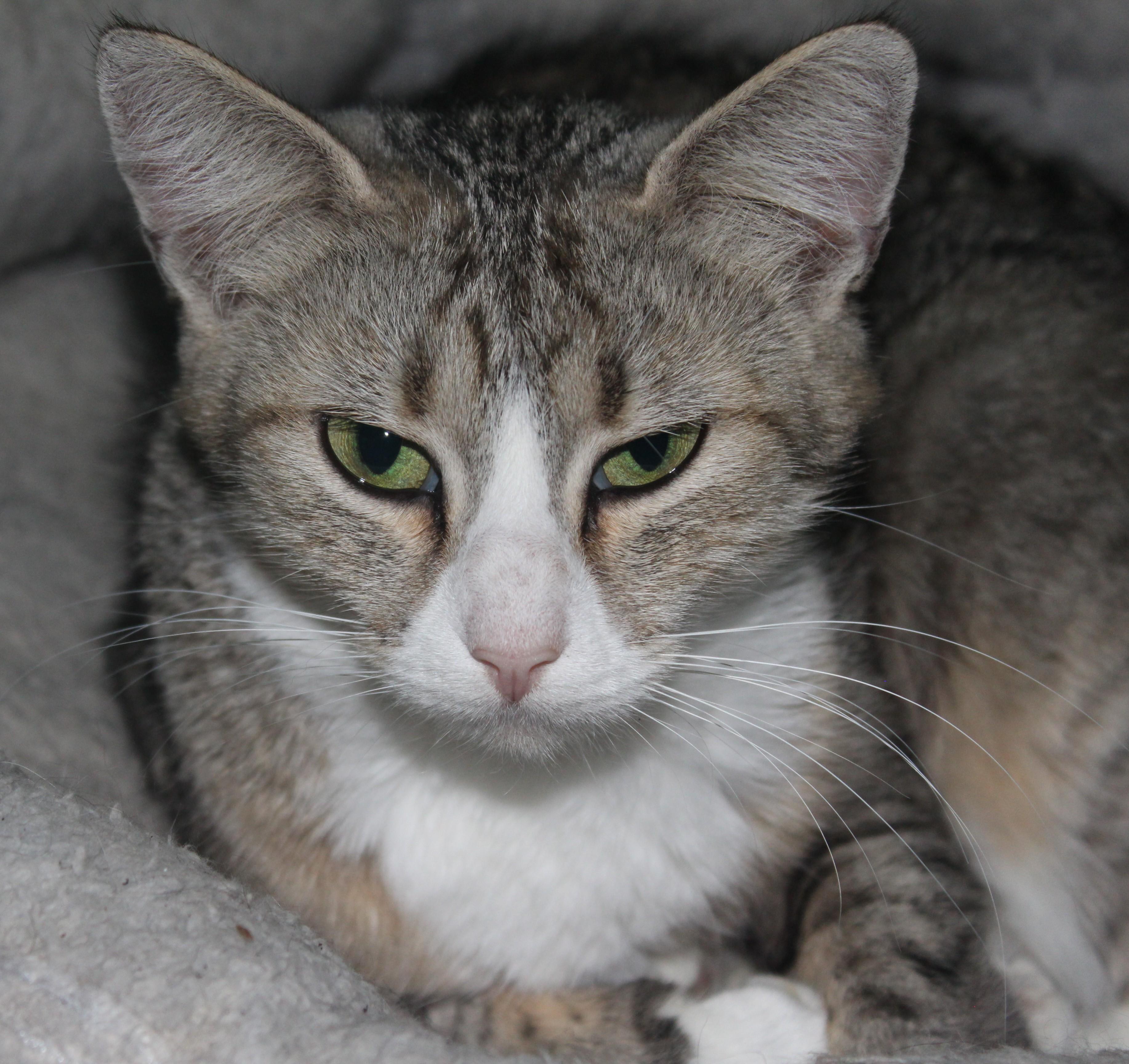 Enlarge Classy, a ADOPTABLE Domestic Short Hair in Huron, SD image 2/4