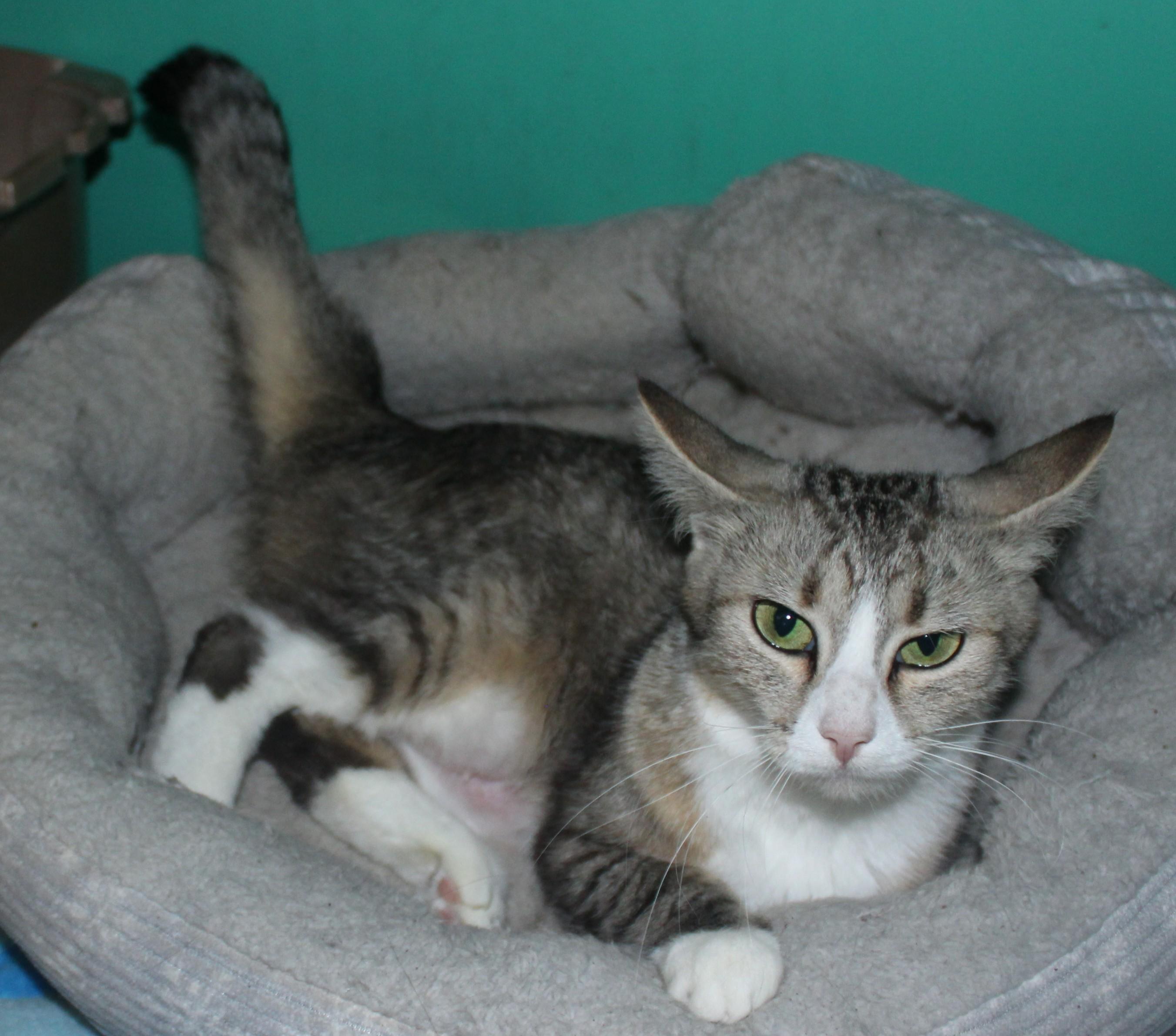 Enlarge Classy, a ADOPTABLE Domestic Short Hair in Huron, SD image 4/4