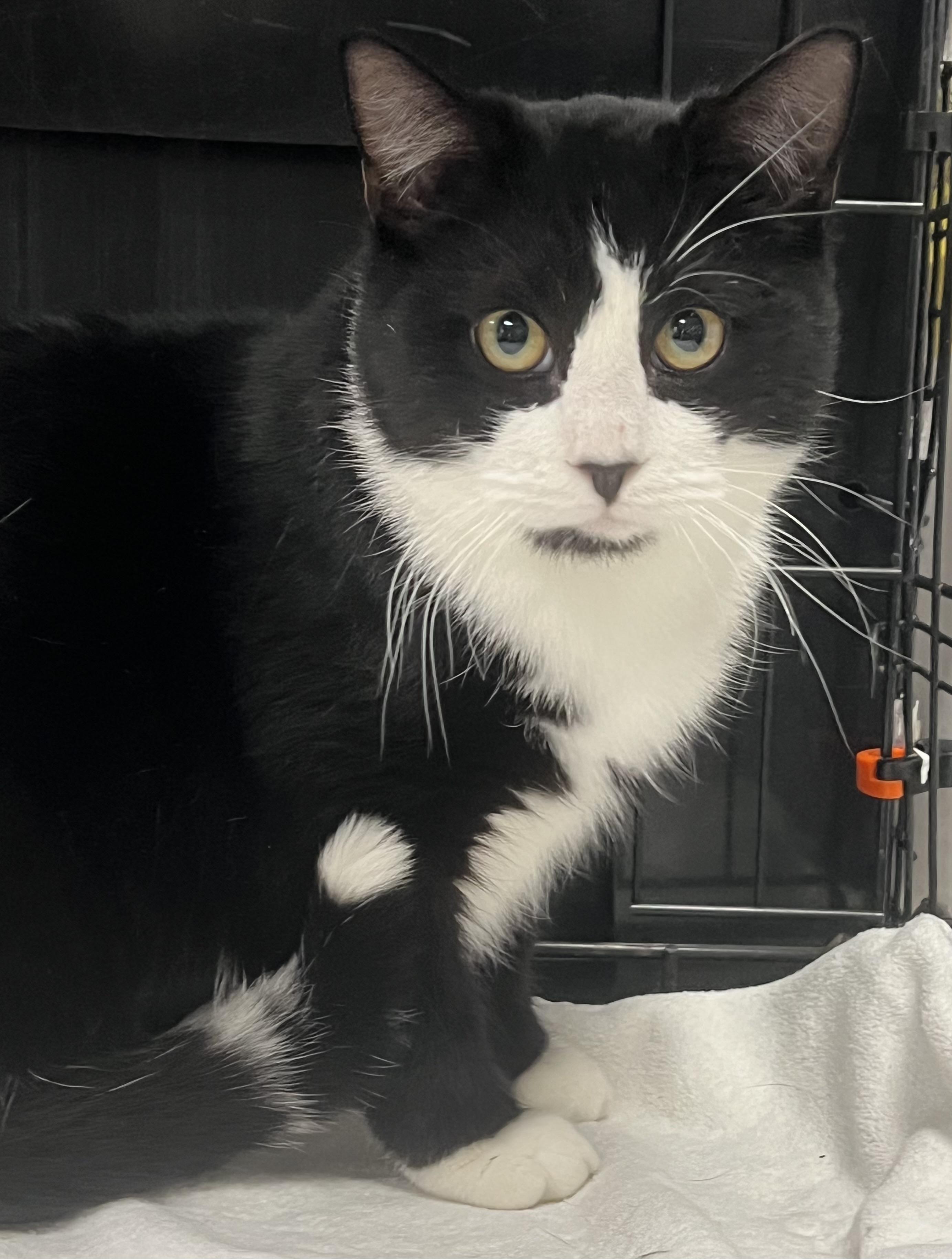 Benny, an adopted Domestic Short Hair in Johnston, RI image 1/6