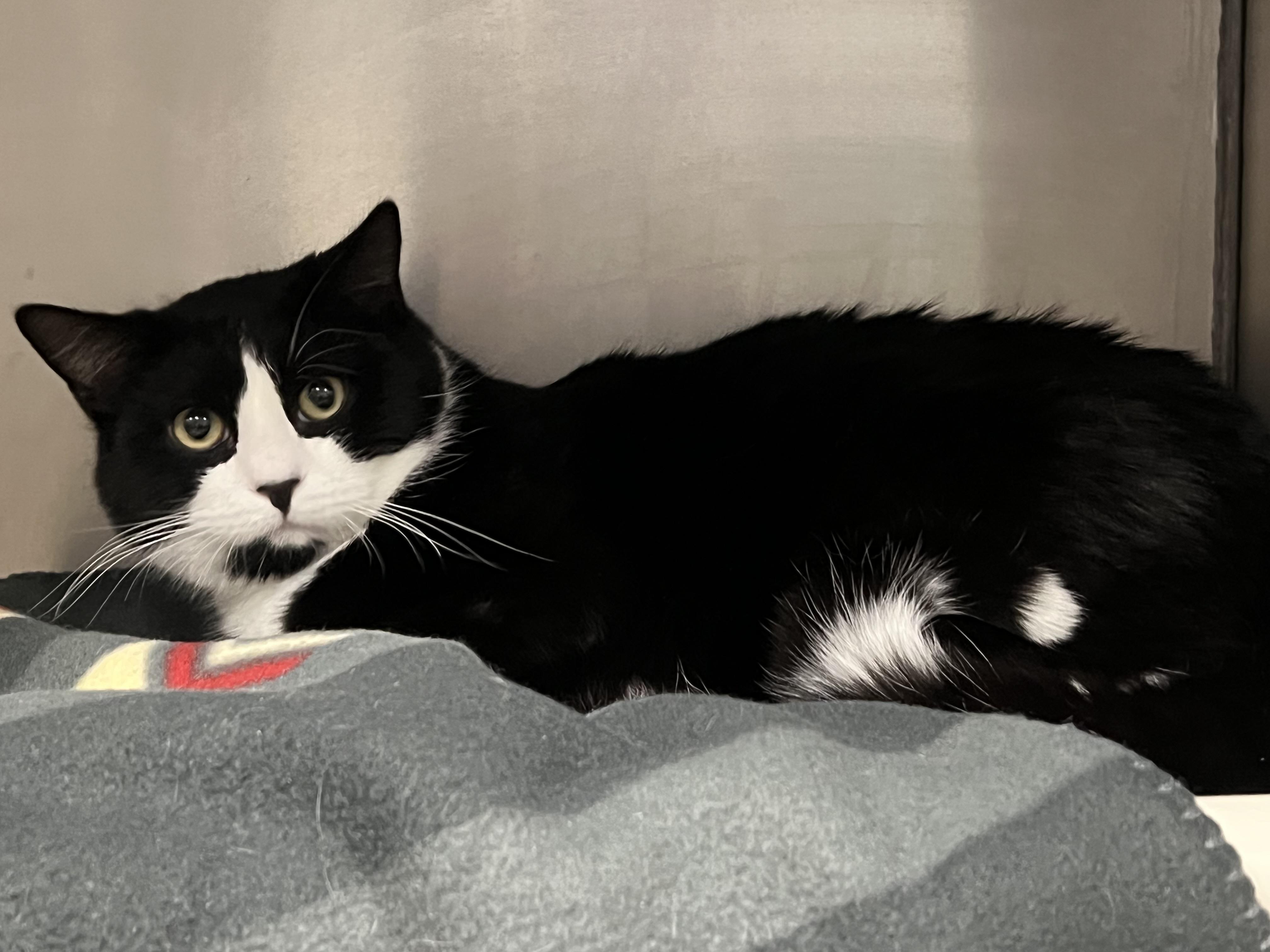 Benny, an adopted Domestic Short Hair in Johnston, RI image 3/6