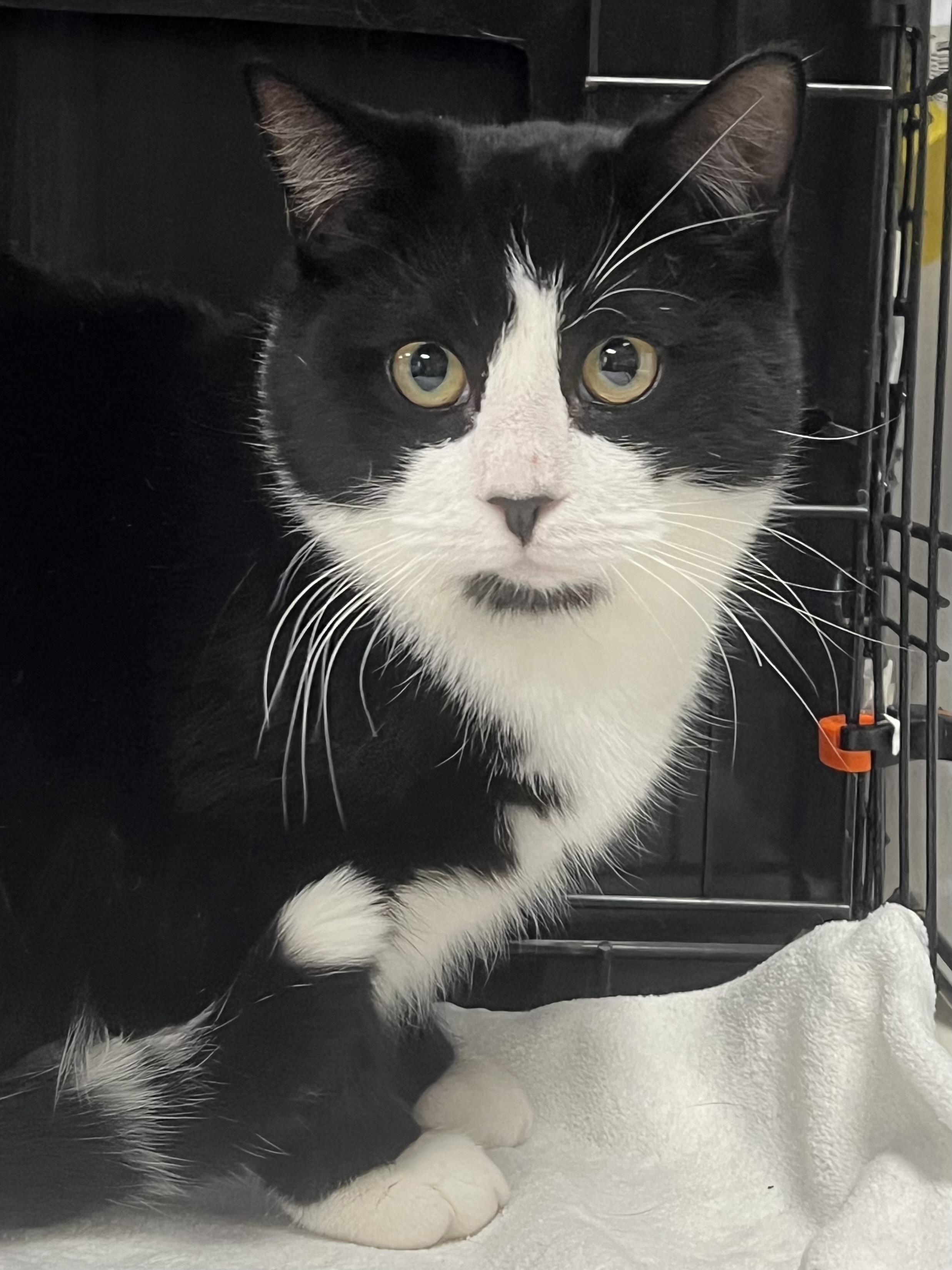 Benny, an adopted Domestic Short Hair in Johnston, RI image 6/6