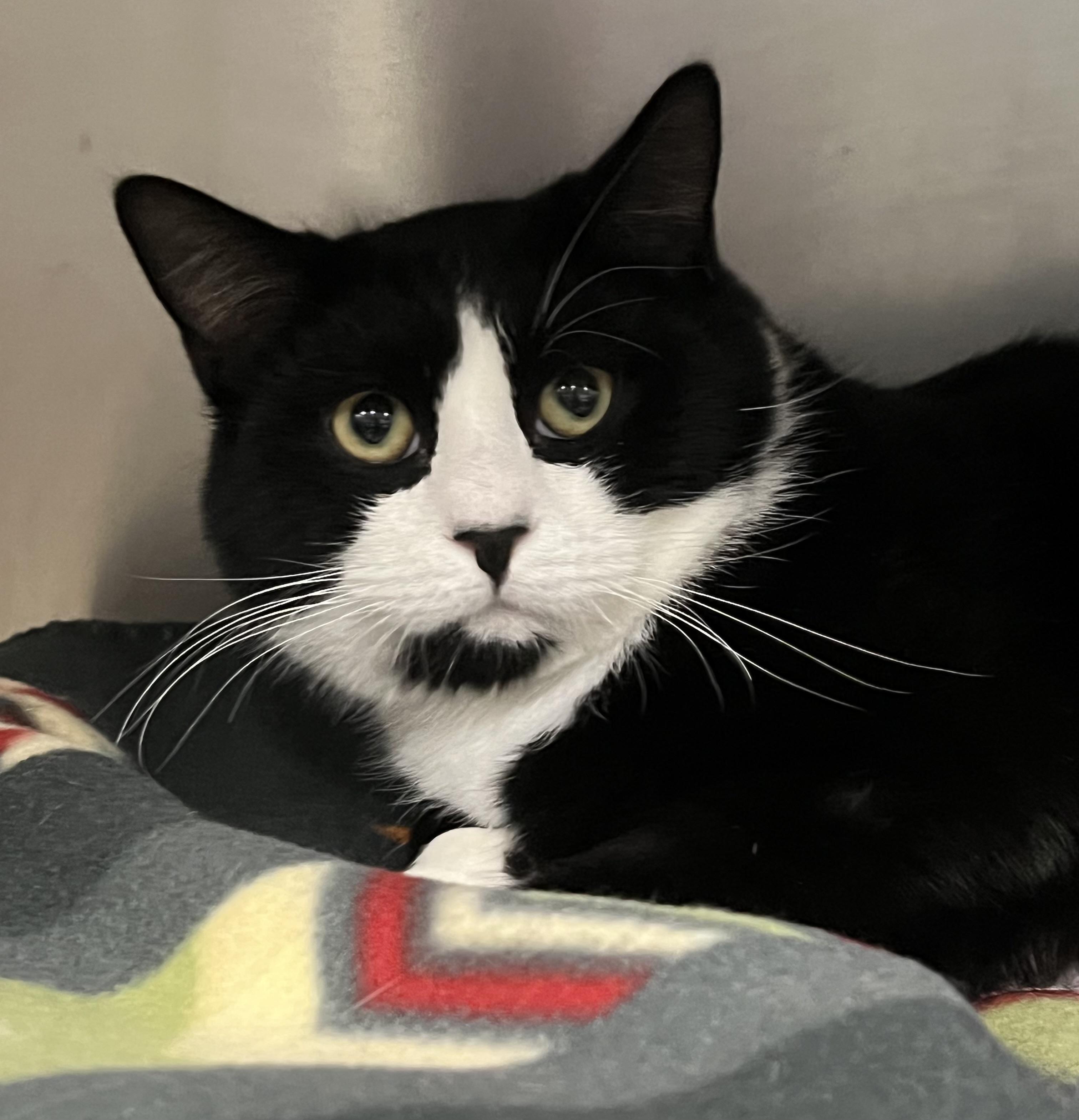 Benny, an adopted Domestic Short Hair in Johnston, RI image 2/6