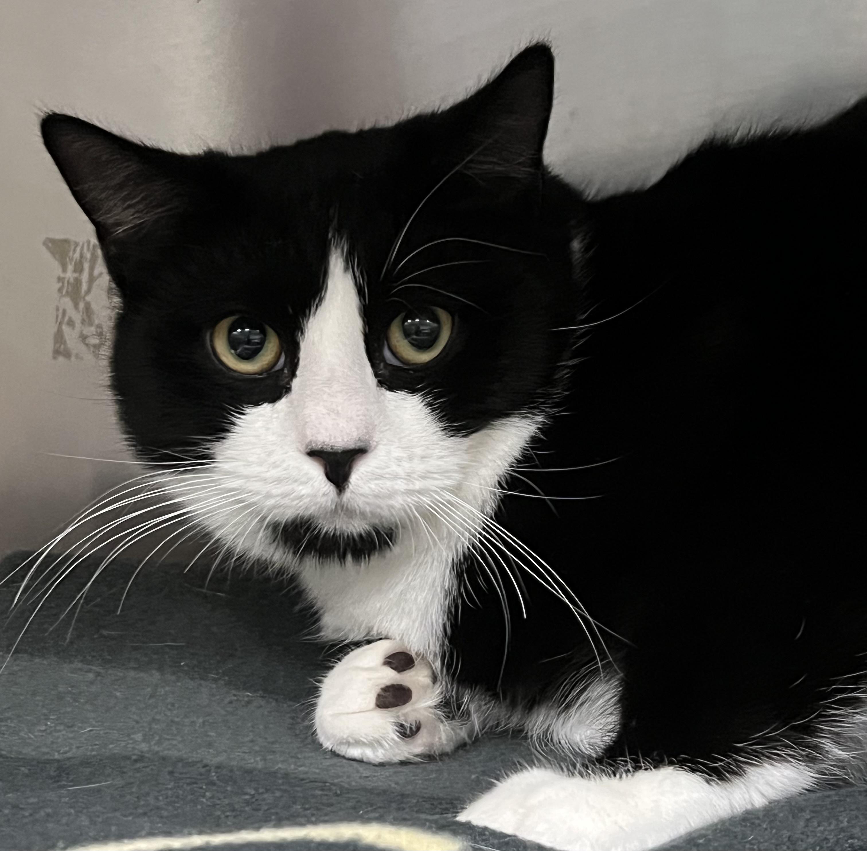 Benny, an adopted Domestic Short Hair in Johnston, RI image 4/6