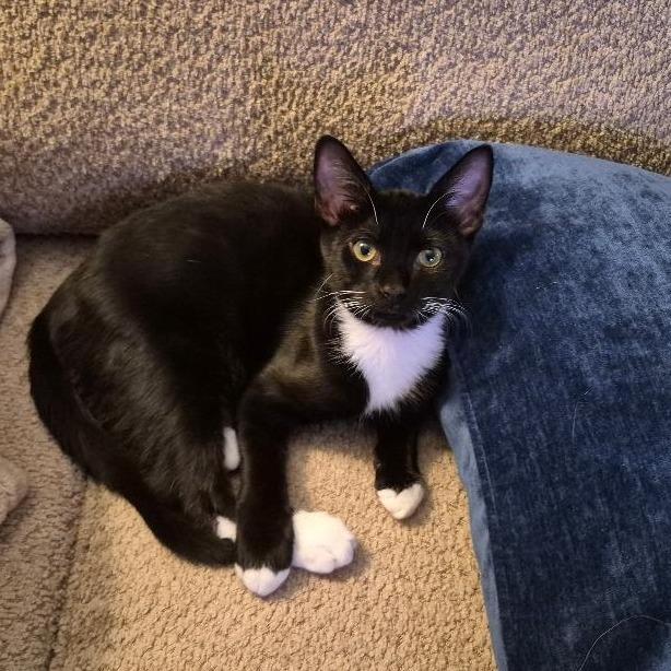Enlarge Hickory, a Adoptable Domestic Short Hair in Durham, NC image 1/6