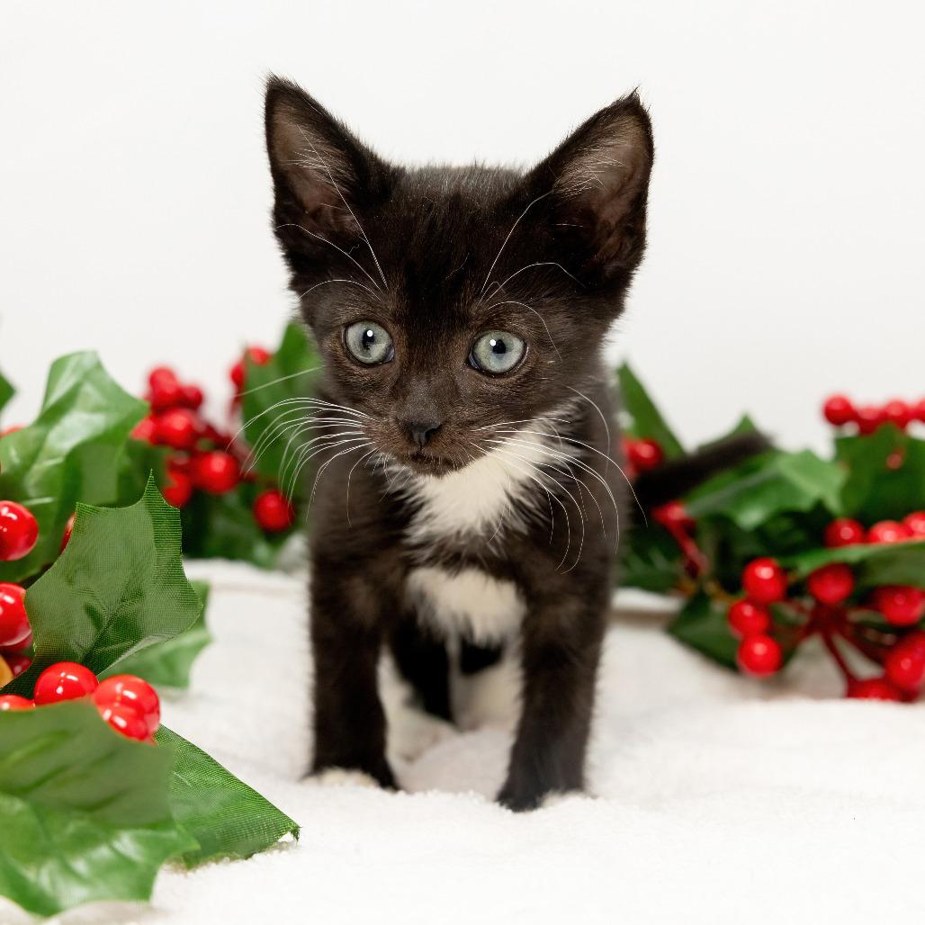 Enlarge Hickory, a Adoptable Domestic Short Hair in Durham, NC image 2/6