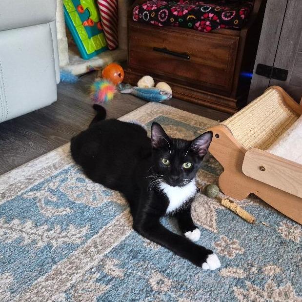 Enlarge Hickory, a Adoptable Domestic Short Hair in Durham, NC image 3/6
