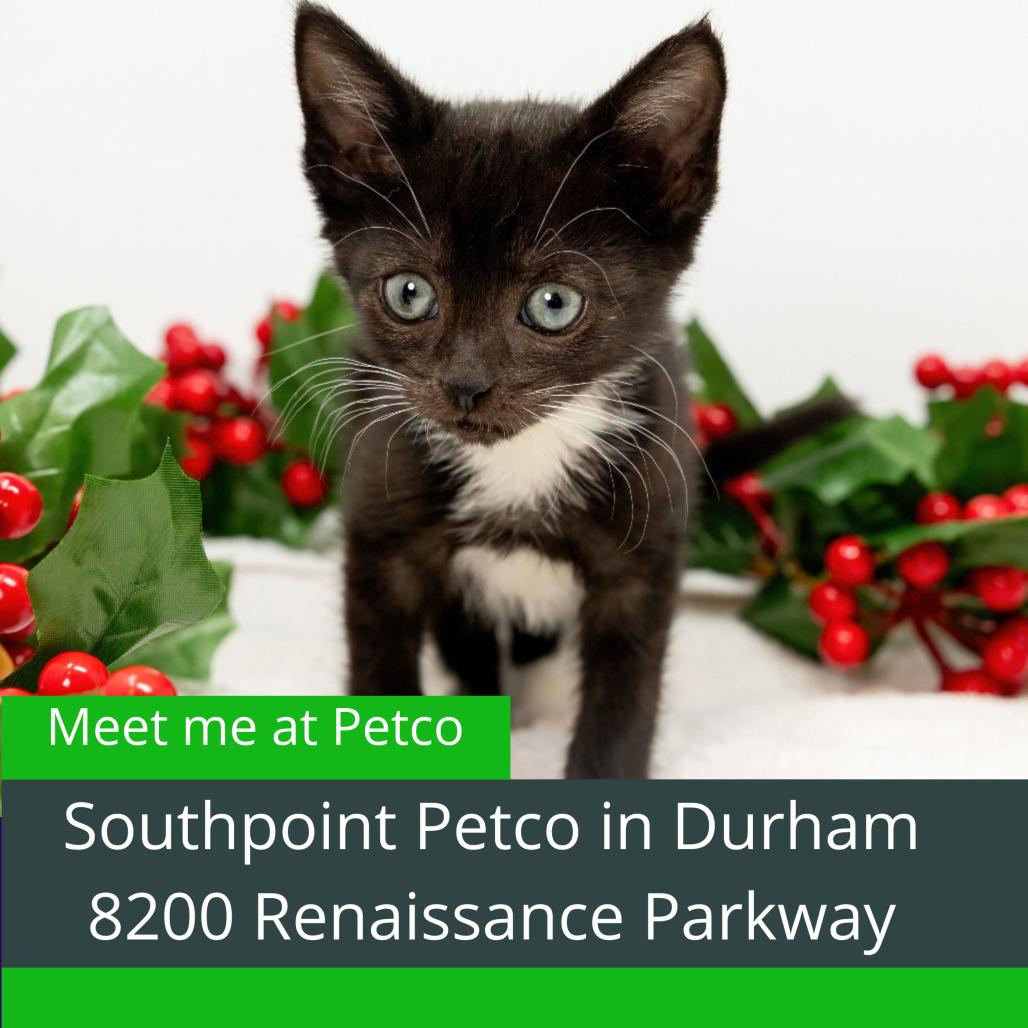 Enlarge Hickory, a Adoptable Domestic Short Hair in Durham, NC image 6/6