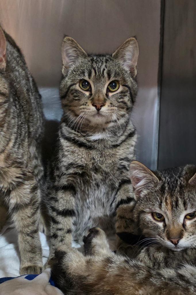 Enlarge Sleepy, a Adoptable mixed breed in Minot, ND image 2/2