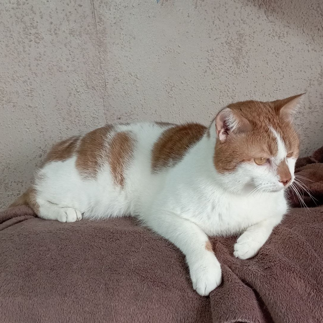 Goozek, a Adoptable Domestic Short Hair in North York, ON image 4/6