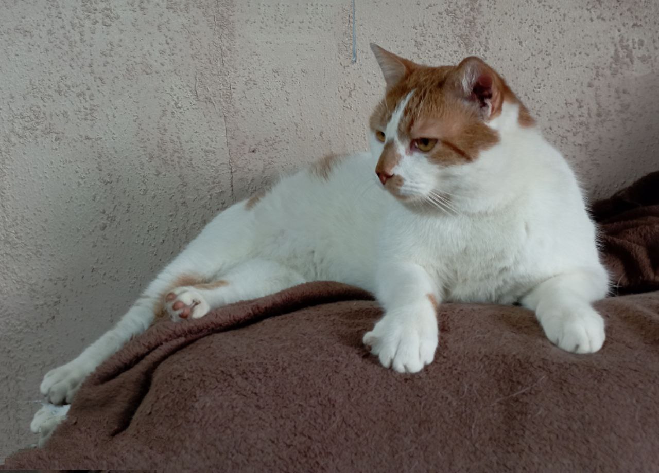 Goozek, a Adoptable Domestic Short Hair in North York, ON image 6/6