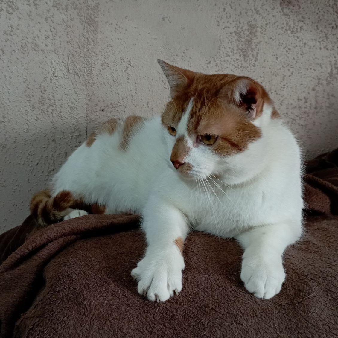 Goozek, a Adoptable Domestic Short Hair in North York, ON image 5/6