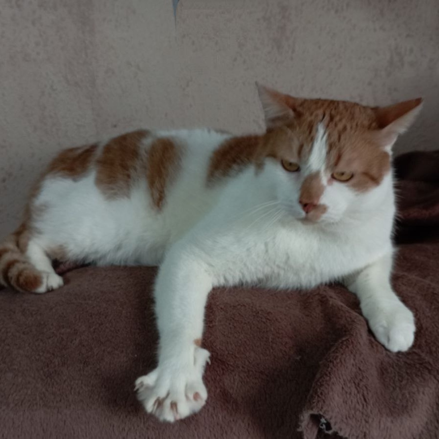 Goozek, Adoptable, Adult Male Domestic Short Hair.