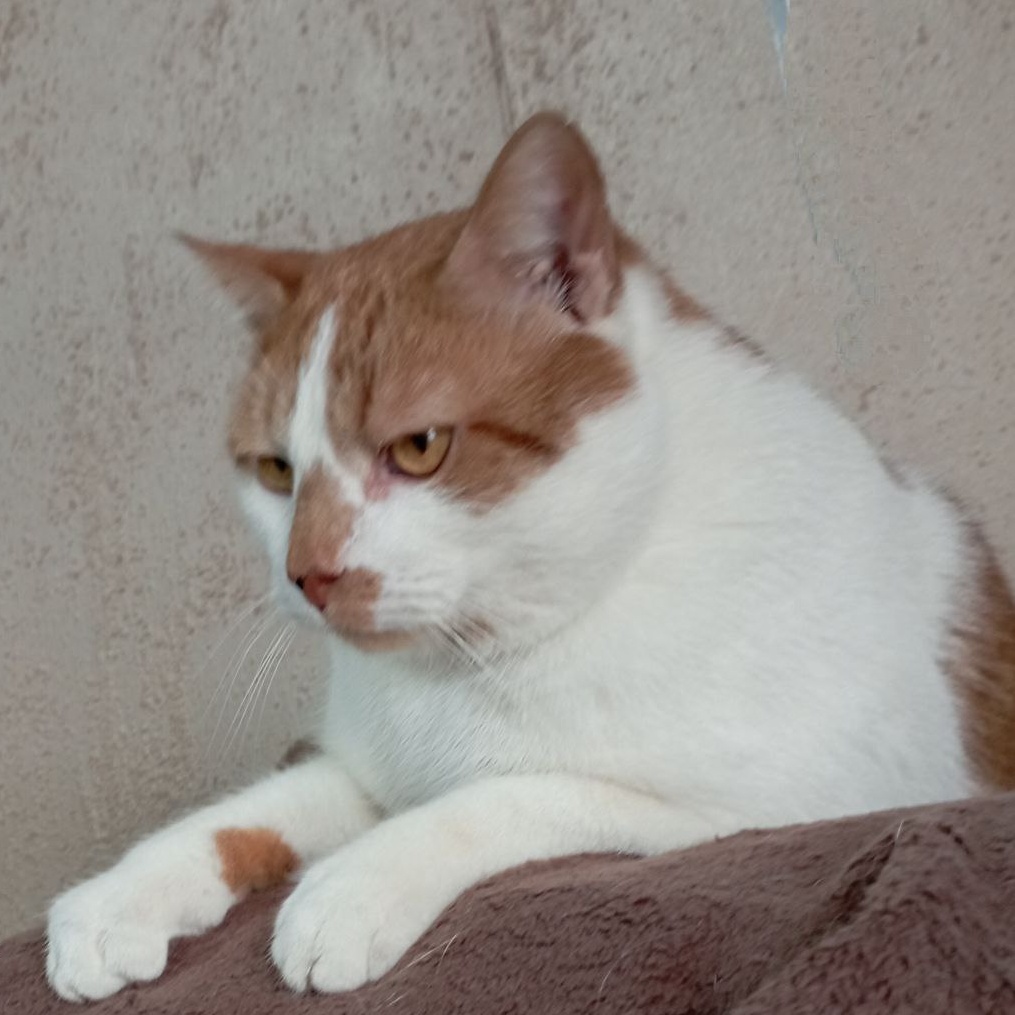 Goozek, a Adoptable Domestic Short Hair in North York, ON image 2/6