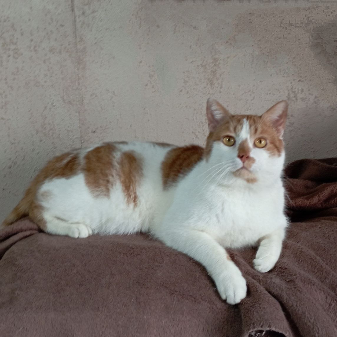 Goozek, a Adoptable Domestic Short Hair in North York, ON image 3/6