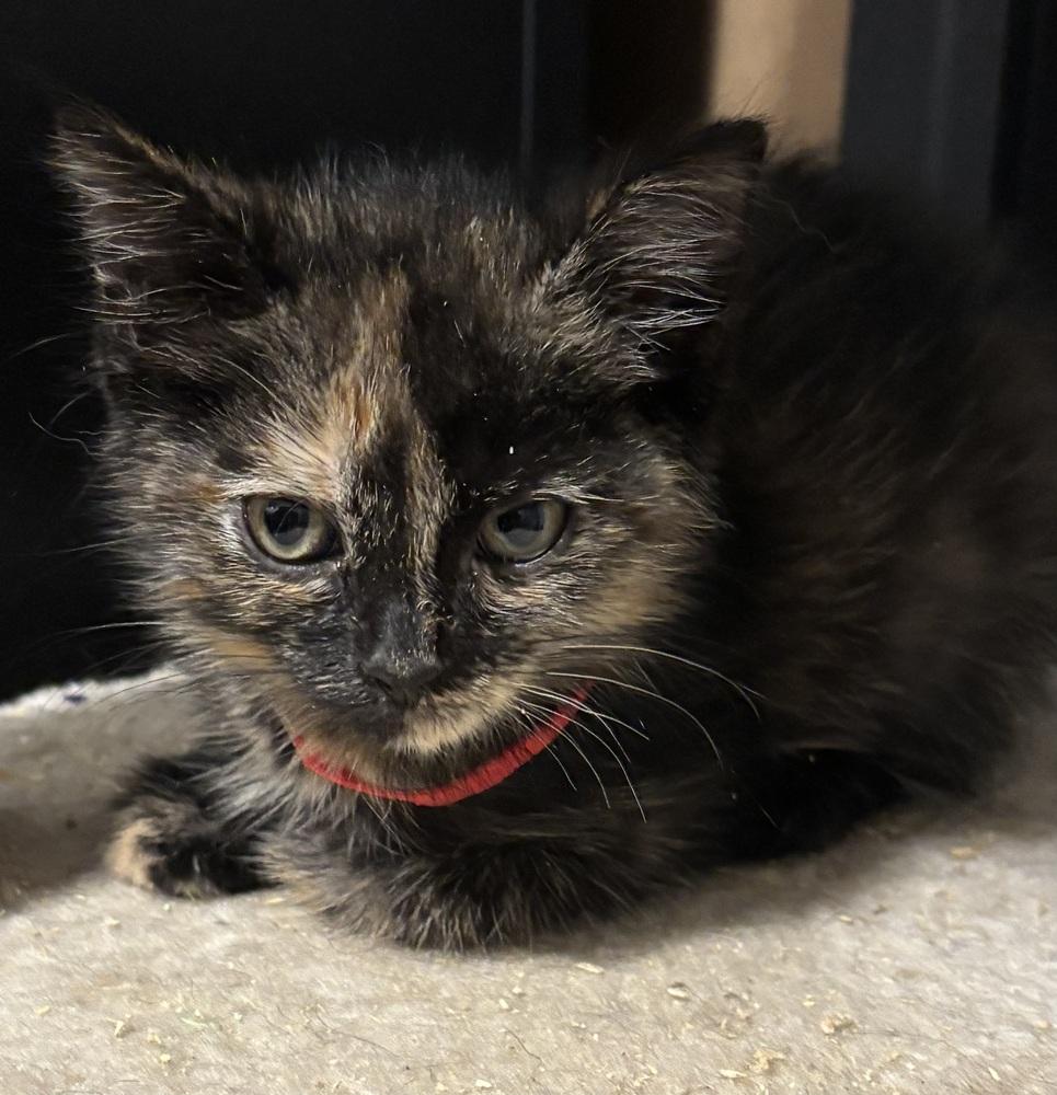 Thea, Adoptable, Kitten Female Domestic Short Hair.