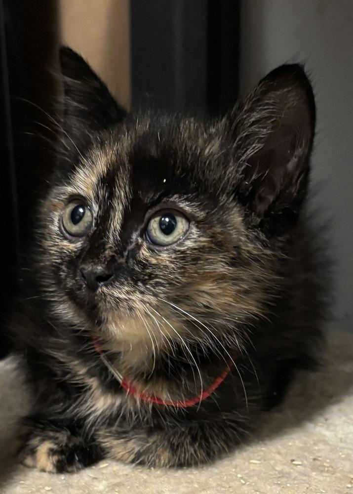 Thea, a Adoptable Domestic Short Hair in Palatine, IL image 2/5