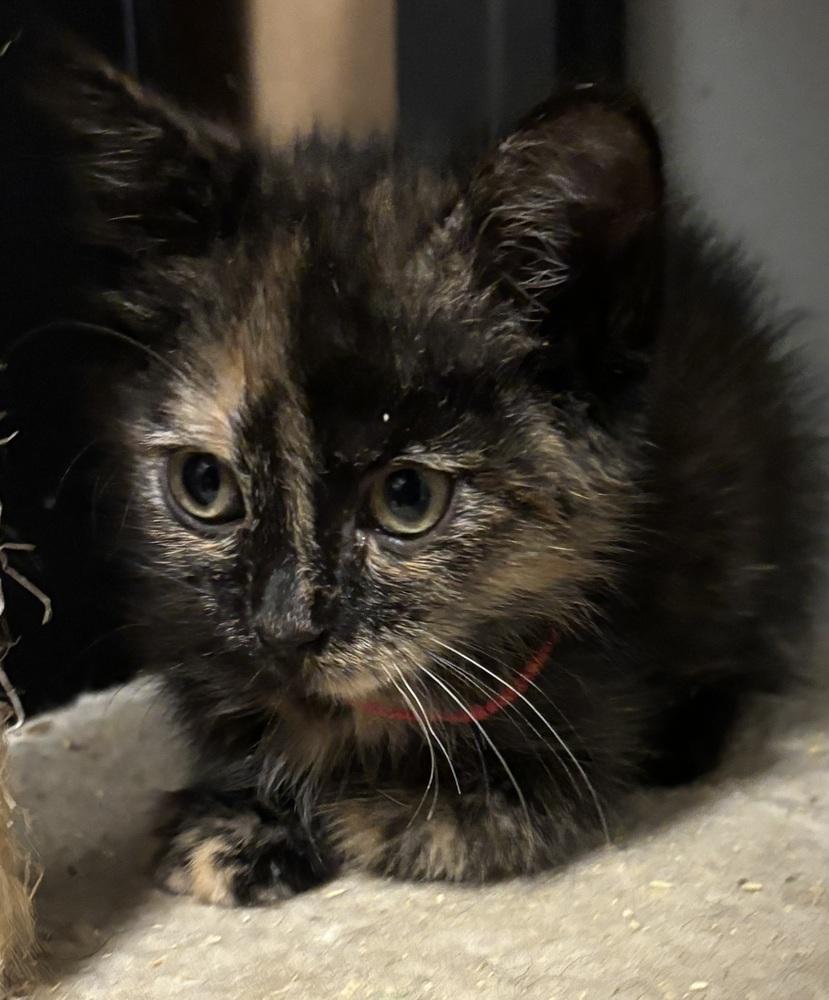 Thea, a Adoptable Domestic Short Hair in Palatine, IL image 3/5