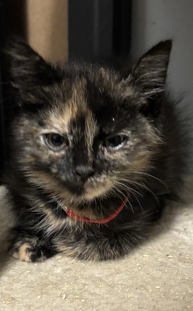 Thea, a Adoptable Domestic Short Hair in Palatine, IL image 4/5