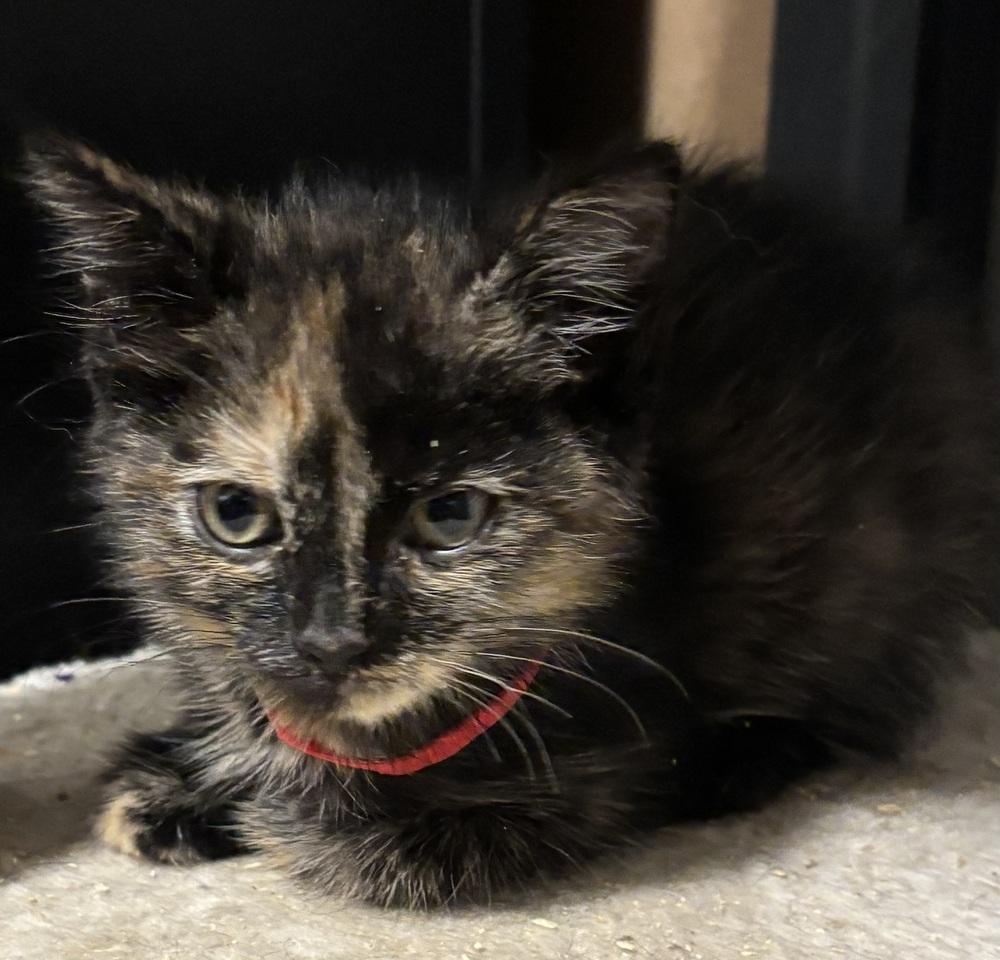 Thea, a Adoptable Domestic Short Hair in Palatine, IL image 5/5