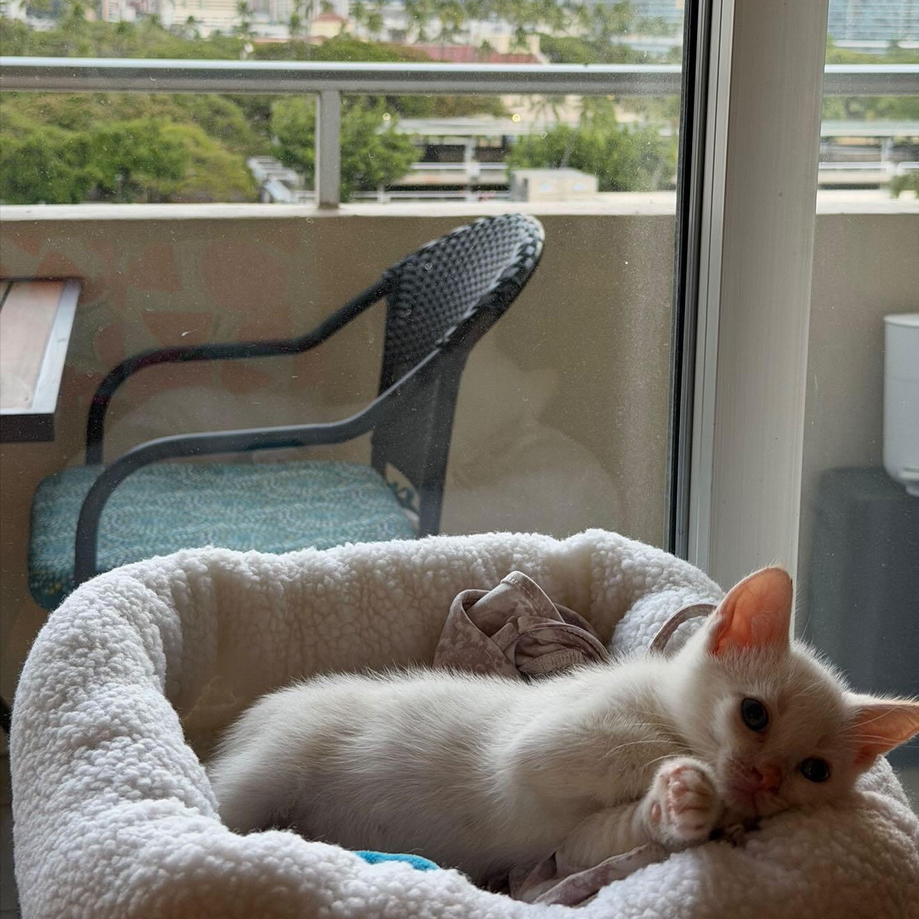 Sky, an adopted mixed breed in Honolulu, HI image 3/6