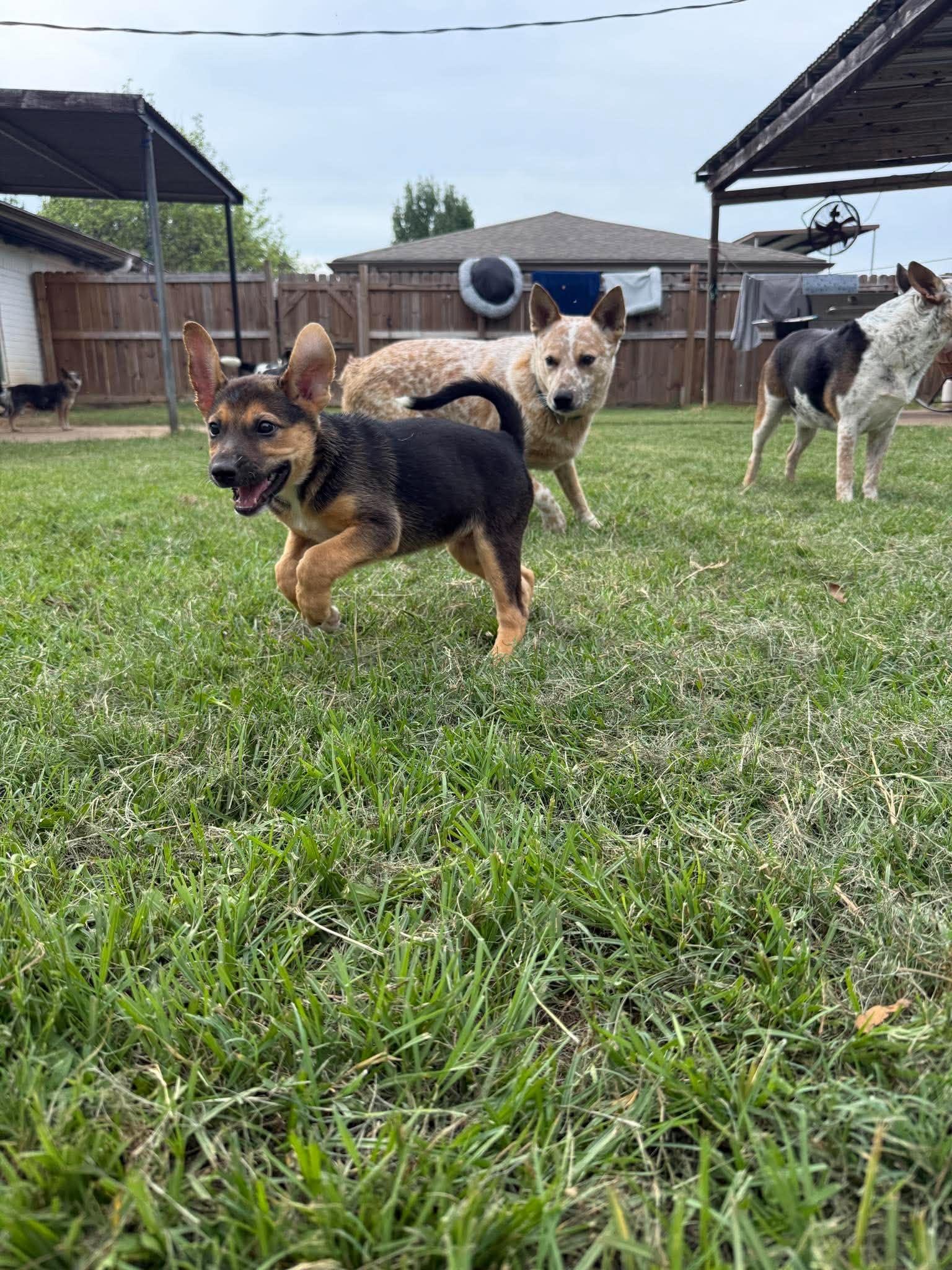 Enlarge Kayai, a Adoption Pending mixed breed in Buffalo, NY image 4/6