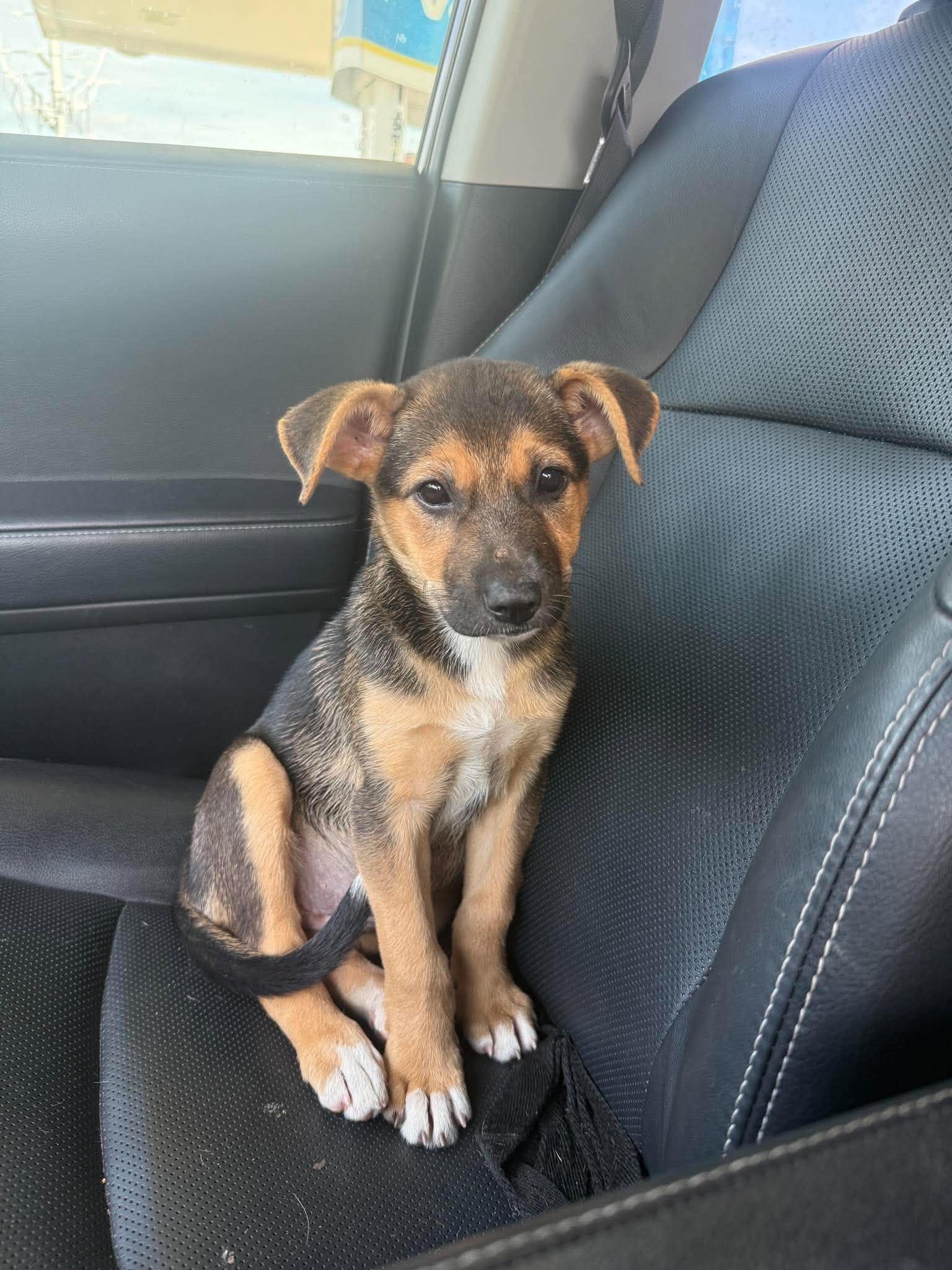 Enlarge Kayai, a Adoption Pending mixed breed in Buffalo, NY image 2/6