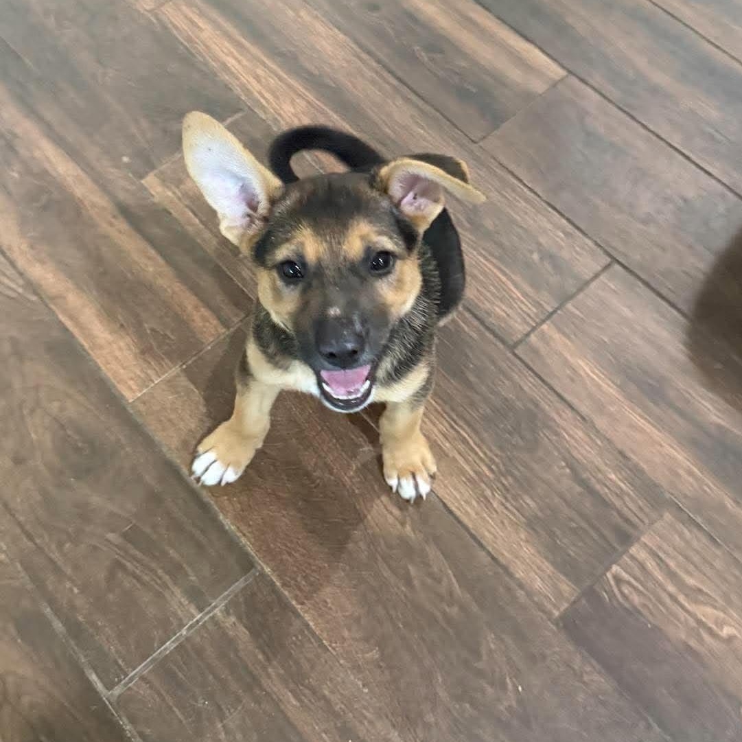 Enlarge Kayai, a Adoption Pending mixed breed in Buffalo, NY image 5/6