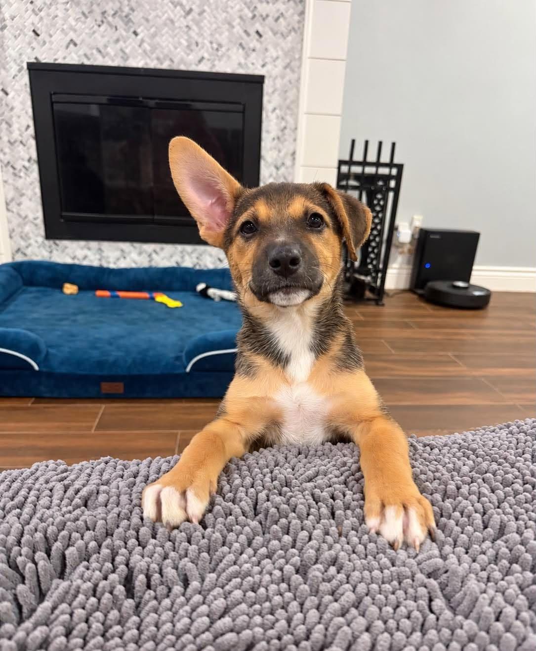 Kayai, Adoptable, Puppy Female German Shepherd Dog & Labrador Retriever.