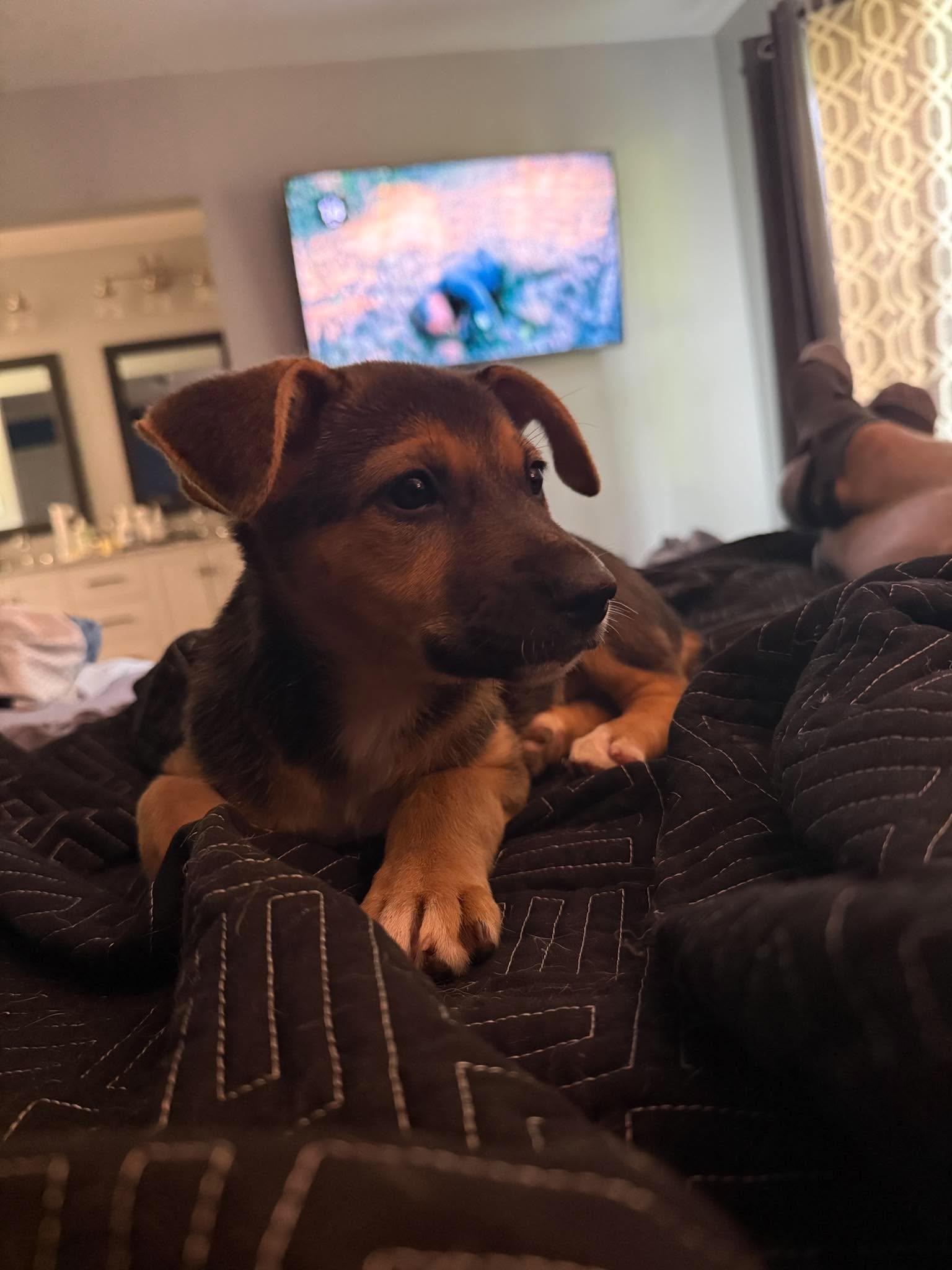 Enlarge Kayai, a Adoption Pending mixed breed in Buffalo, NY image 3/6