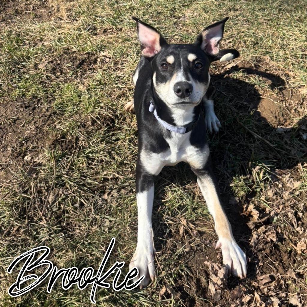 Enlarge Brookie, a Adoptable mixed breed in Hillsboro, OH image 2/3
