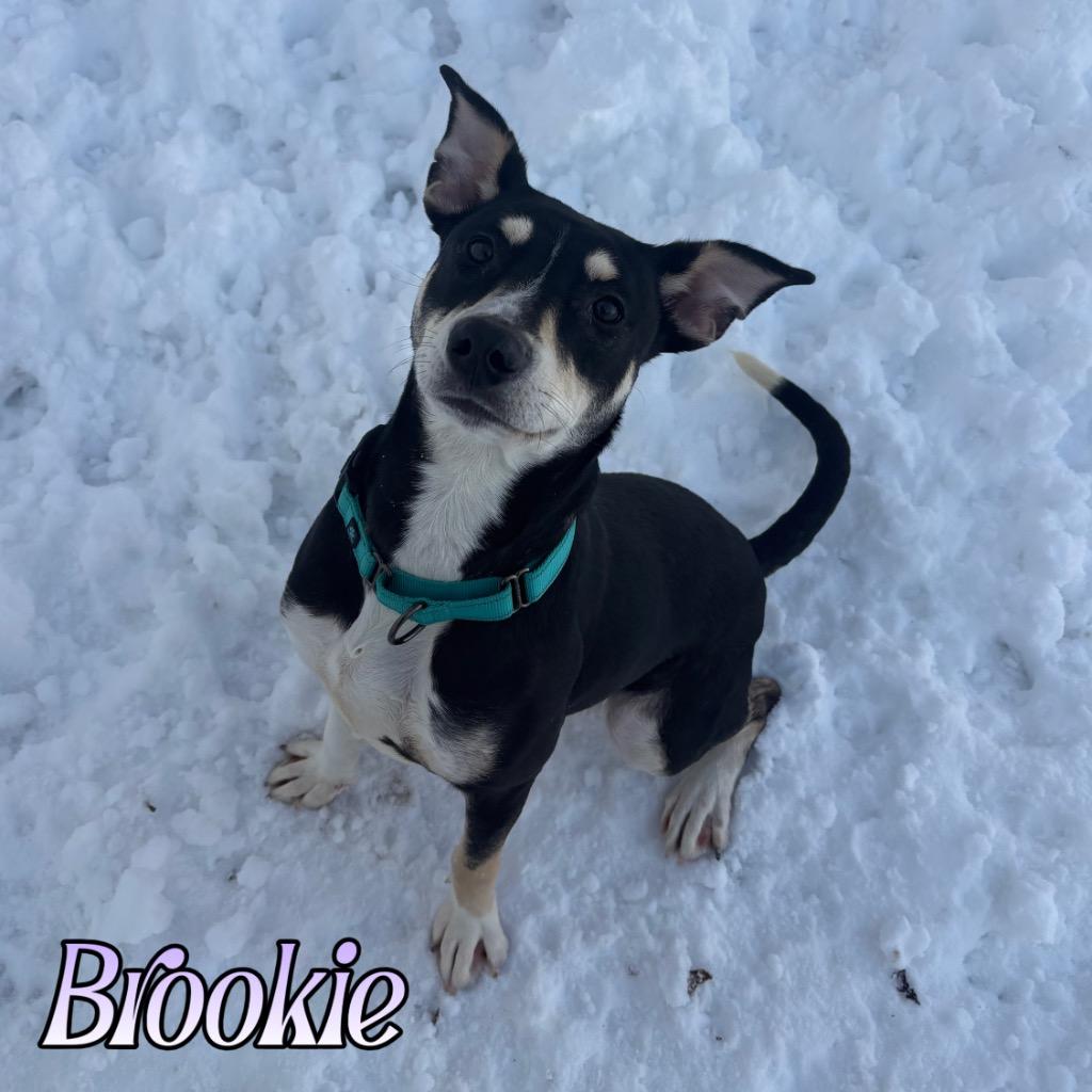 Enlarge Brookie, a Adoptable mixed breed in Hillsboro, OH image 3/3