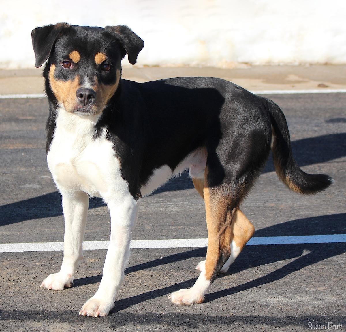 Enlarge Hoothoot, an adopted mixed breed in Bedford, VA image 2/3