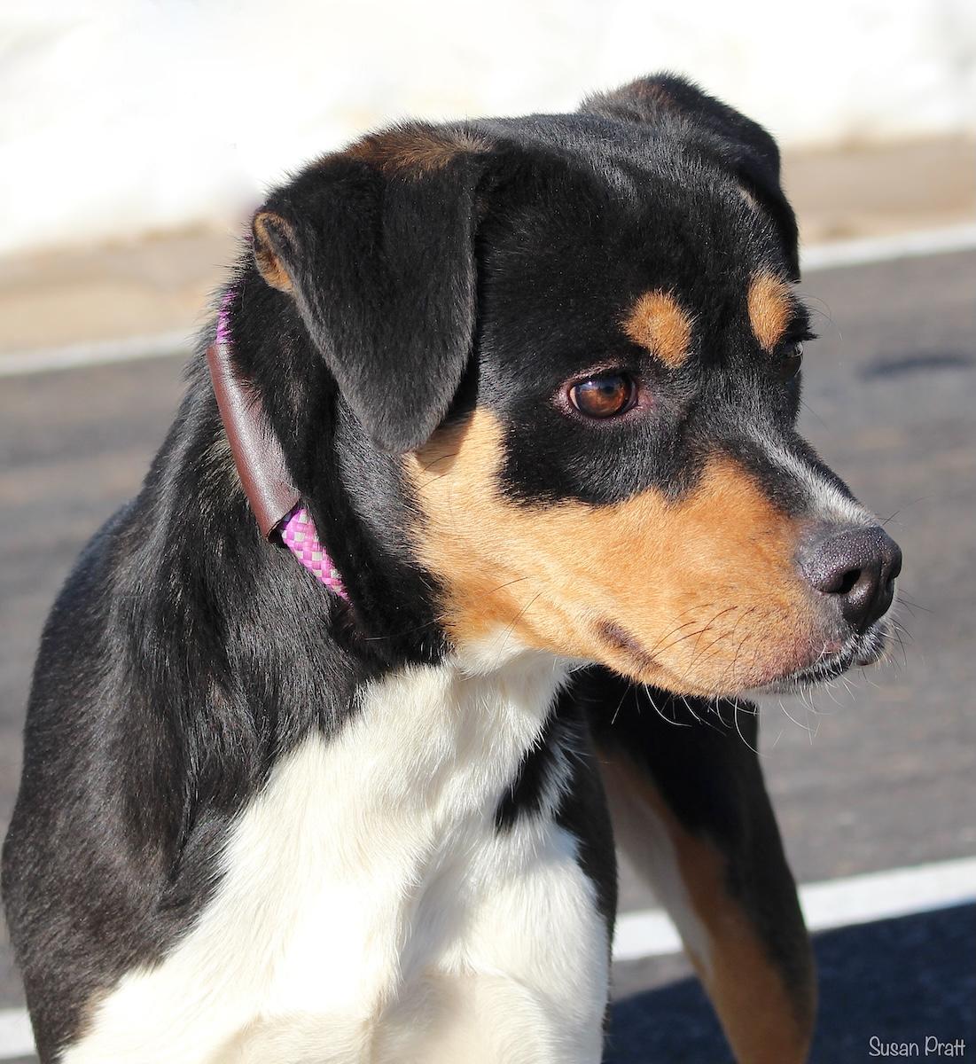 Enlarge Hoothoot, an adopted mixed breed in Bedford, VA image 1/3