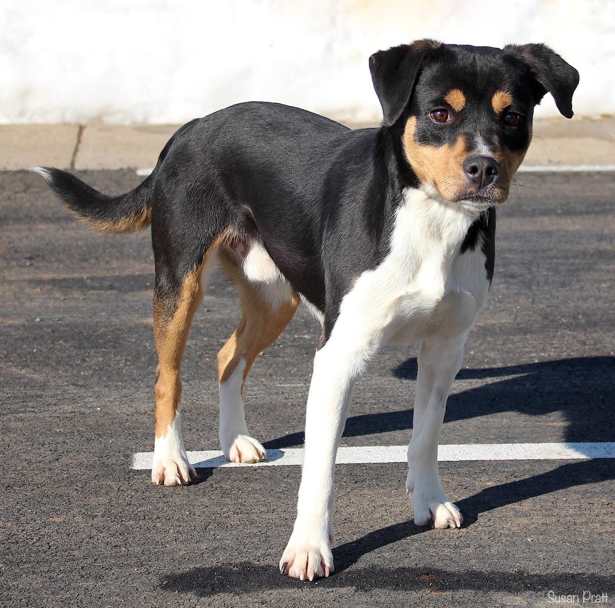 Enlarge Hoothoot, an adopted mixed breed in Bedford, VA image 3/3
