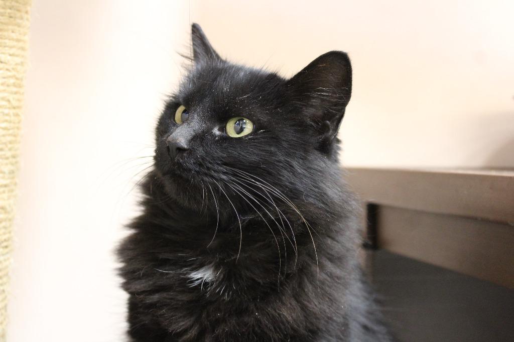 Hairyette thumbnail 2