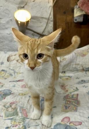 Enlarge Julia, a Adoptable Domestic Short Hair in Avon Lake, OH image 2/4